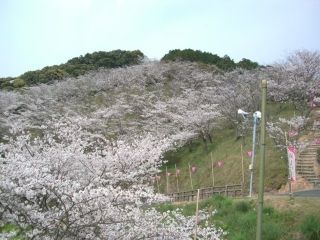 南レク城辺公園 大森山桜園の桜写真１