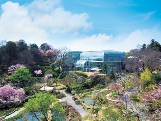 高知県立牧野植物園の桜写真１