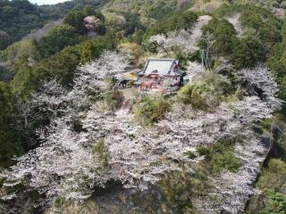 宿毛天満宮の桜写真１