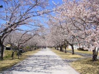 鏡野公園の桜写真２
