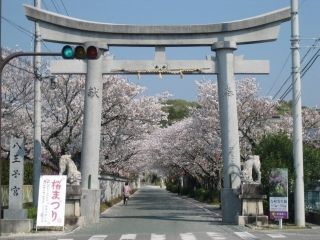 八王子宮・八王子公園の桜写真１
