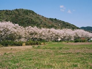 鮎乃瀬公園の桜写真１