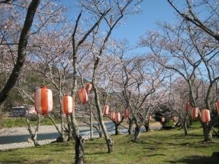 鮎乃瀬公園の桜写真２