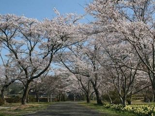 家地川公園の桜写真１