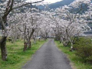 家地川公園の桜写真２