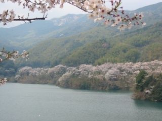 昭和池公園の桜写真１
