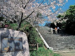 西公園（福岡県）の桜写真１