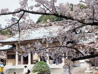 西公園（福岡県）の桜写真２
