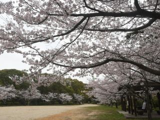 延命公園（福岡県）の桜写真１