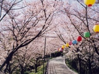 大将陣公園の桜写真１