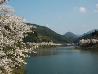 日向神の千本桜写真１