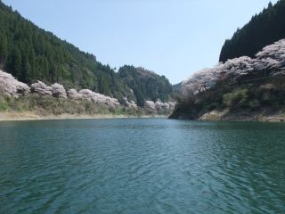 日向神の千本桜の写真４