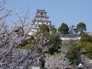 唐津城（舞鶴公園）の桜写真１