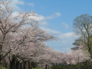大村公園の桜写真２