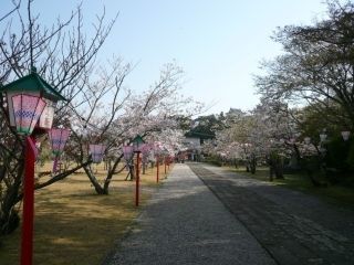 亀岡公園の桜写真１