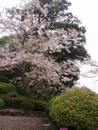 亀岡公園の桜写真２