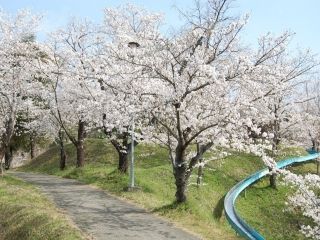 蛇ヶ谷公園の桜写真１