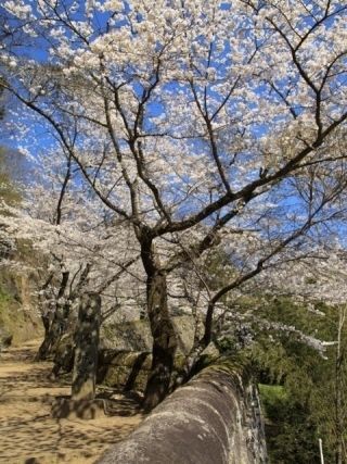国指定史跡 岡城跡の桜写真２