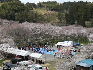 安岐ダム公園の桜写真１