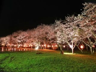 安岐ダム公園の桜写真２