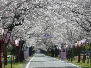 母智丘公園の桜写真２