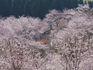 花立公園の桜写真１