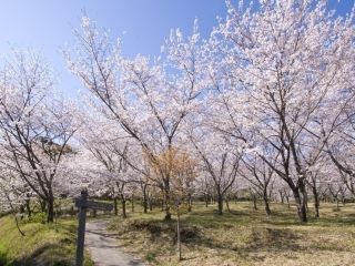 花立公園の桜写真２