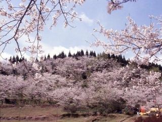 竹香園の桜写真１