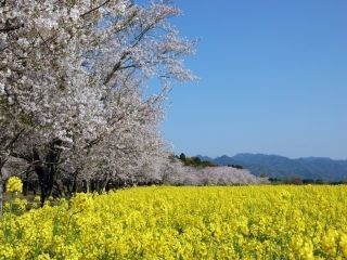 西都原の桜写真１