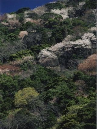綾の照葉大吊橋周辺の桜写真２