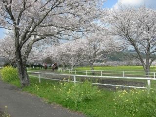 綾馬事公苑の桜写真２