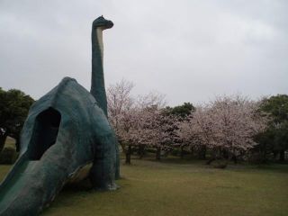 桜島自然恐竜公園の桜写真２