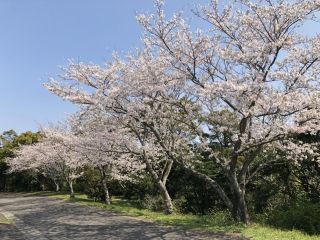 魚見岳の桜写真２