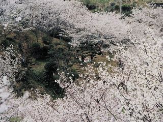 観音ヶ池 市民の森の桜写真１