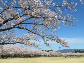 忠元公園の桜写真２
