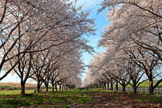 水沢競馬場の桜写真１