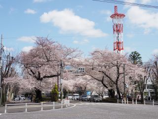 相模原市役所さくら通りの桜写真２