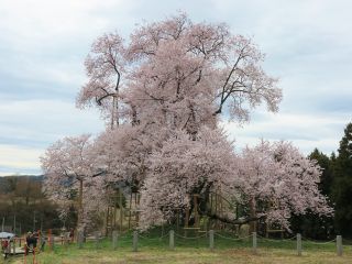 戸津辺の桜写真１