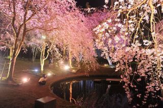 真鶴・荒井城址公園の桜写真１