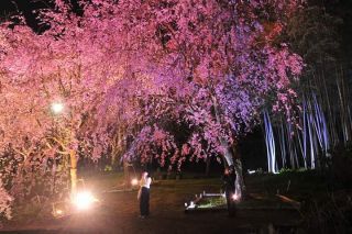 真鶴・荒井城址公園の桜写真２