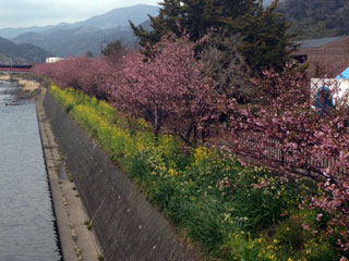 伊東温泉の桜写真１