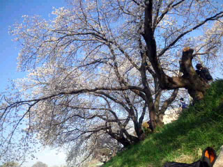北越谷元荒川堤の桜写真１