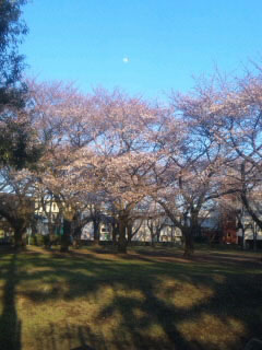 みずほ台中央公園の桜写真１
