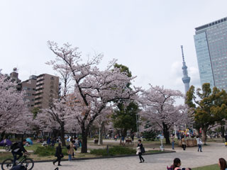 錦糸公園の桜写真１