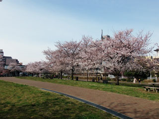都立城北中央公園の桜写真１