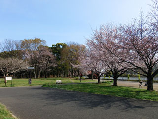 都立城北中央公園の桜写真２