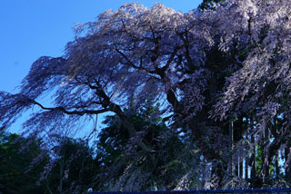 福聚寺の桜写真１