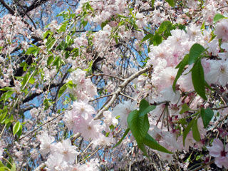 西新井大師の桜写真１