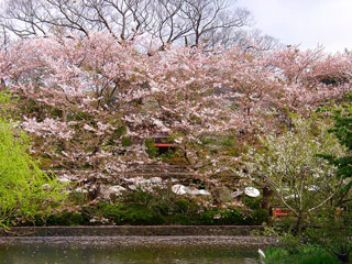鶴岡八幡宮の桜写真２