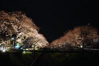山北鉄道公園（御殿場線沿い）の桜写真２